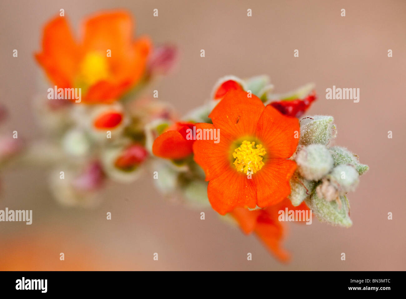 Flower in the Desert Botanical Garden, Phoenix, Arizona, USA, close-up Stock Photo