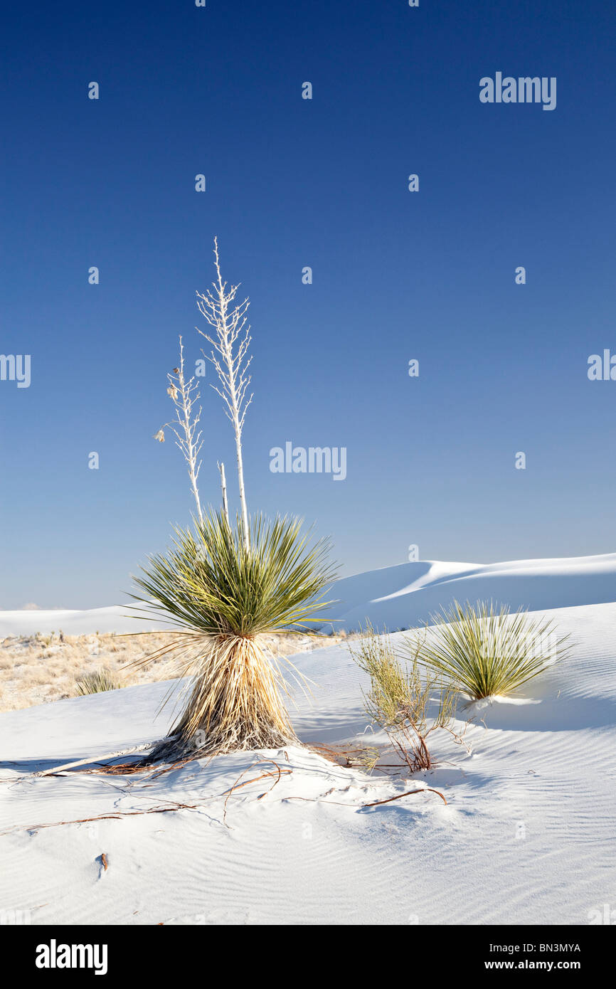 Chihuahuan desert plants hi-res stock photography and images - Alamy