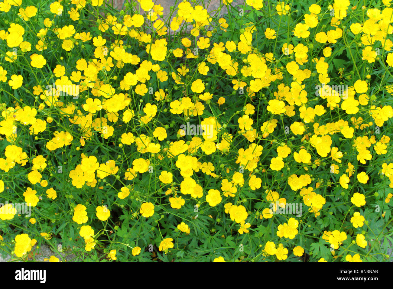 Yellow field corn buttercup flowers blooming Ranunculus arvensis Stock Photo