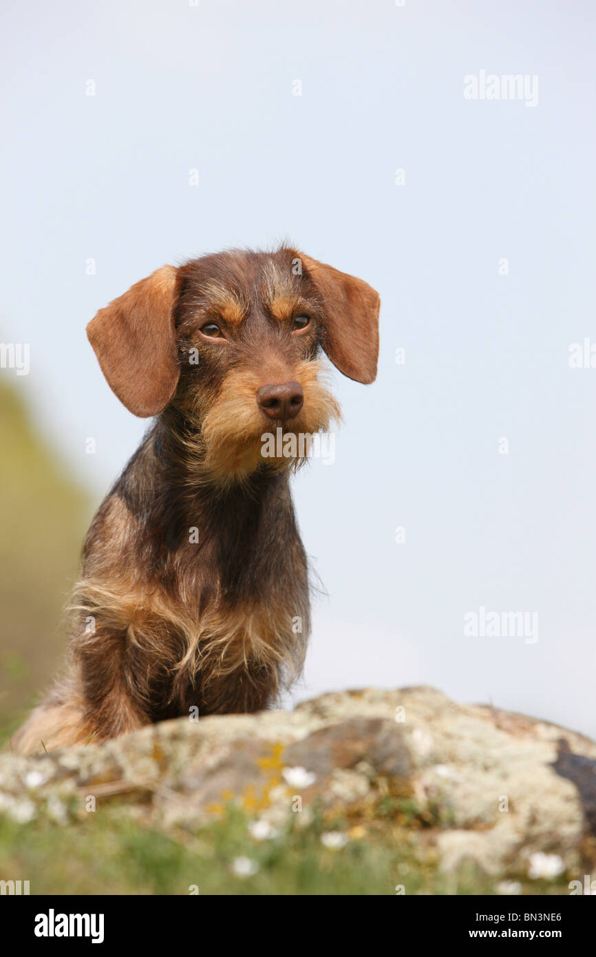 Wire-haired Dachshund, Wire-haired sausage dog, domestic dog (Canis lupus f. familiaris), 1 year old bitch standing on a rock, Stock Photo