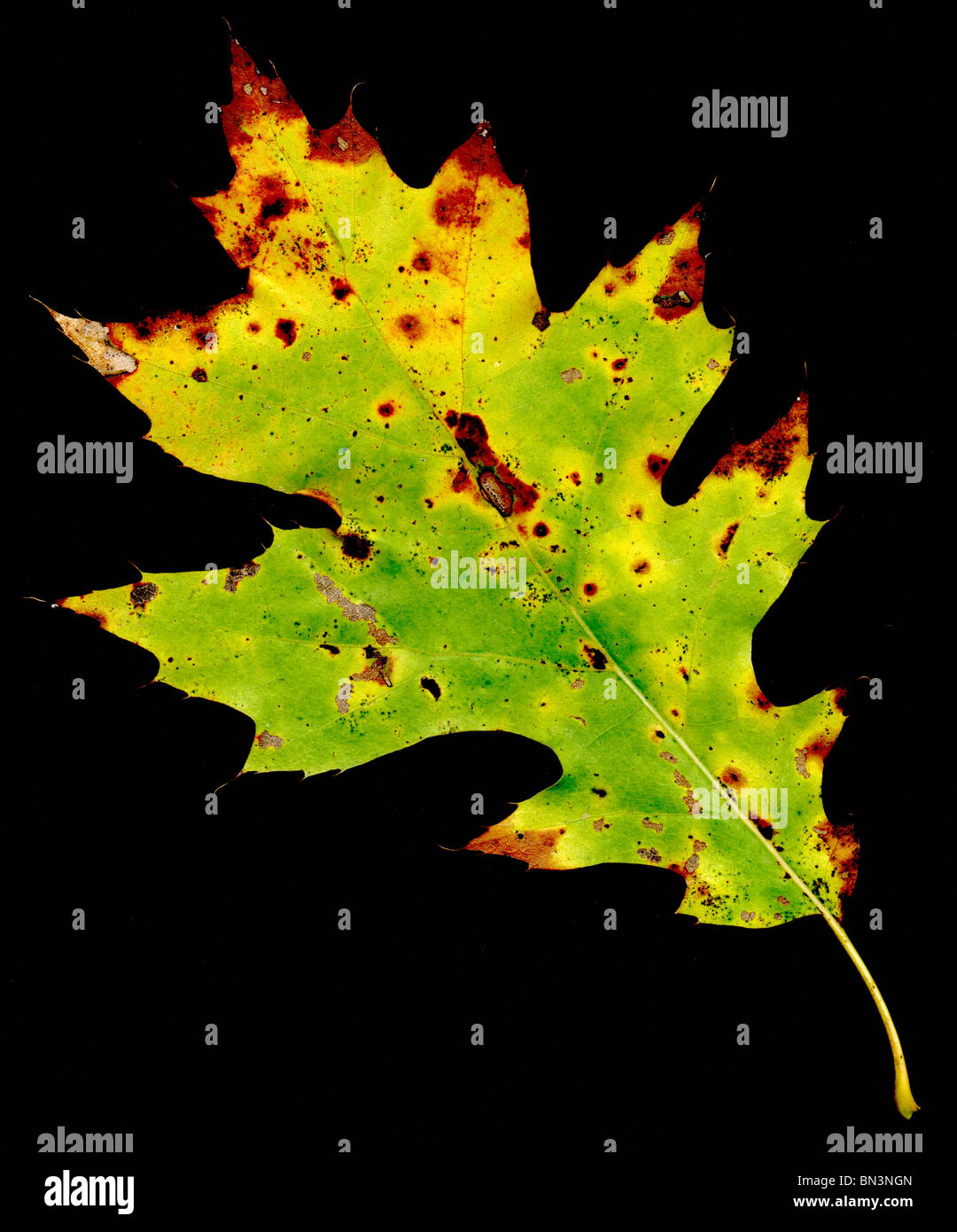single oak leaf with autumn colors Stock Photo