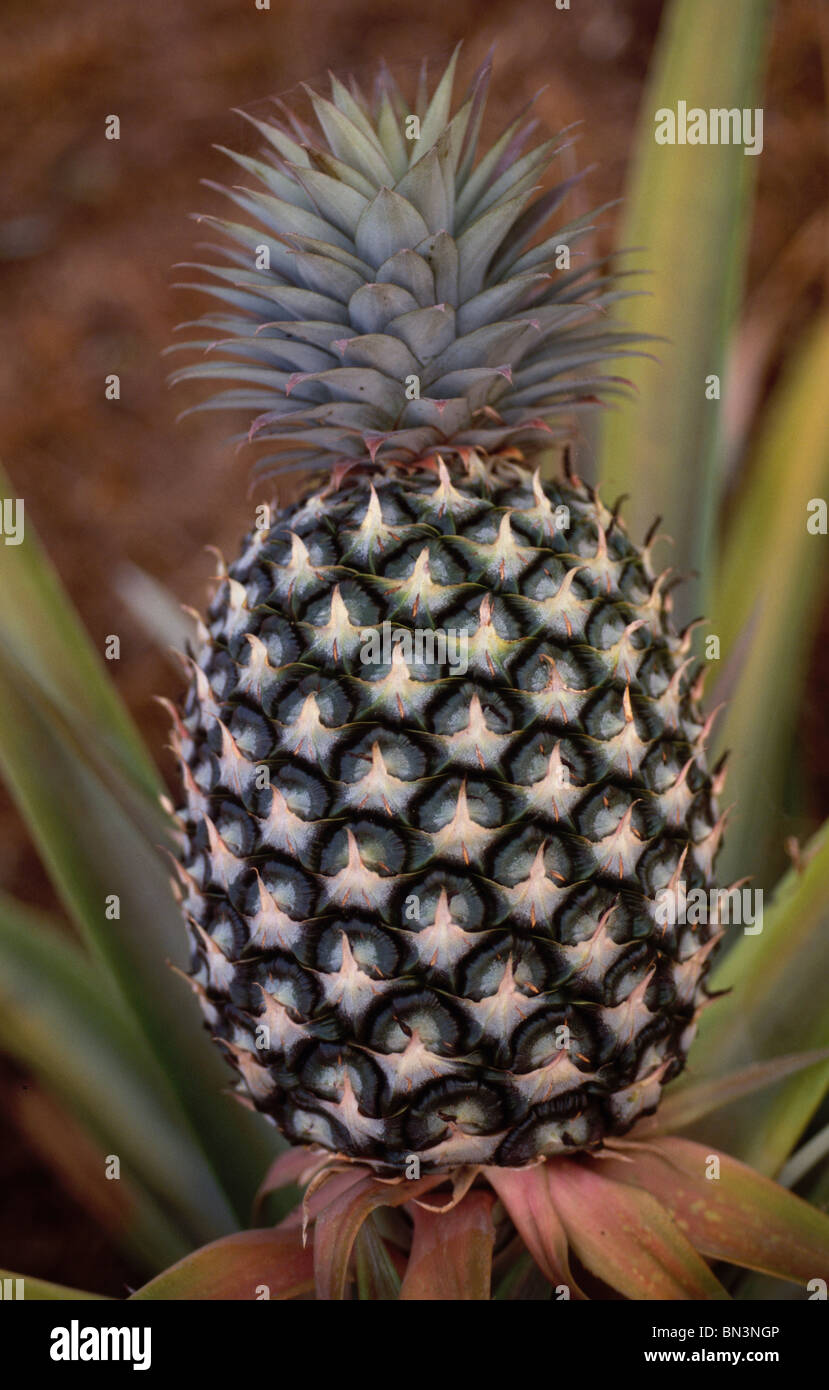Pineapple fruit growing on a plant in Africa Stock Photo Alamy