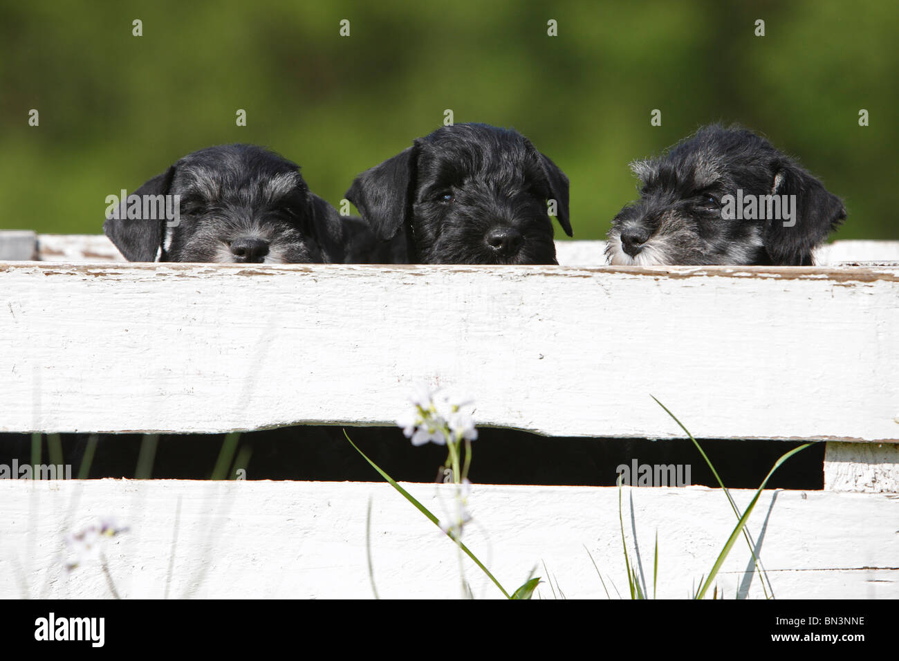 Miniature Schnauzer (Canis lupus f. familiaris), three puppies in a wooden box, Germany Stock Photo