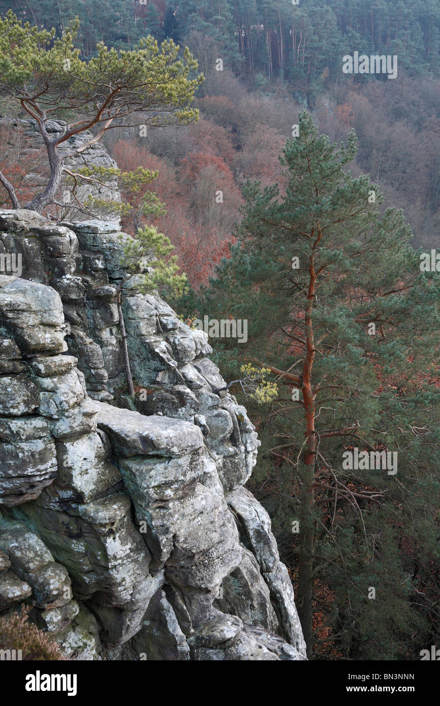 Rock and forest, German Luxemburg Natur Park, Luxembourg, Europe Stock