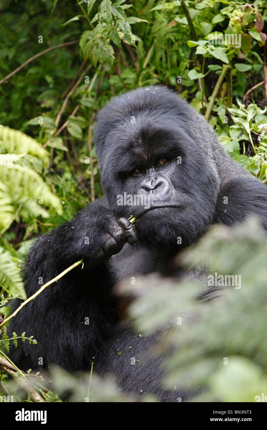 Mountain gorilla, Gorilla gorilla beringei, Virunga Nationalpark, East Africa, Africa Stock Photo