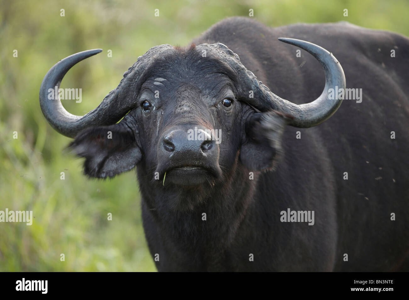 African buffalo, Syncerus caffer, Lake Mburo National Park, Uganda, East Africa, Africa Stock Photo
