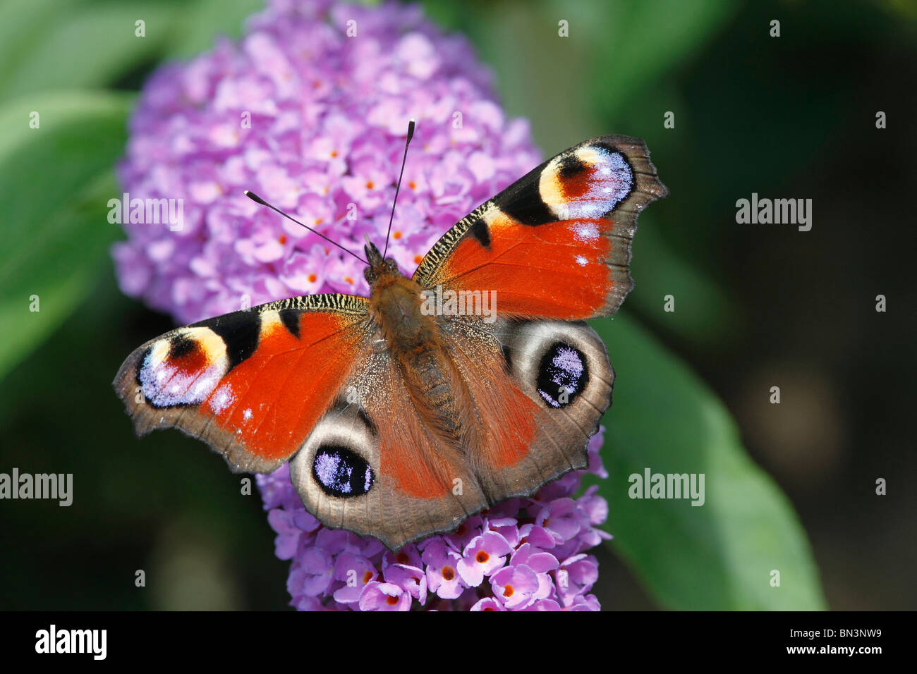 peacock butterfly, Inachis io, on violet flower, Rhineland-Palatinate, Germany, Europe Stock Photo