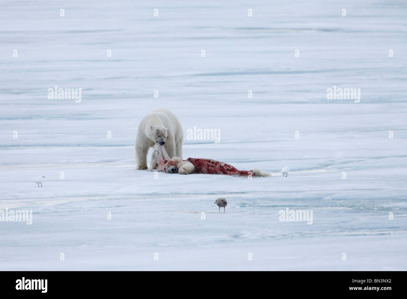 Polar bear, Ursus maritimus, eating dead polar bear, spitsbergen, Norway, Europe Stock Photo