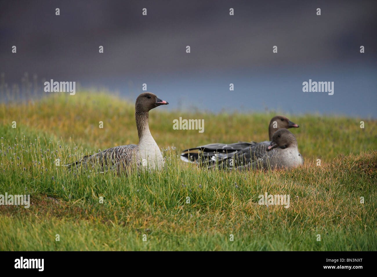 Pink-footed Geese, Anser brachyrhynchus, Spitsbergen, Norway, Scandinavia, Europe Stock Photo