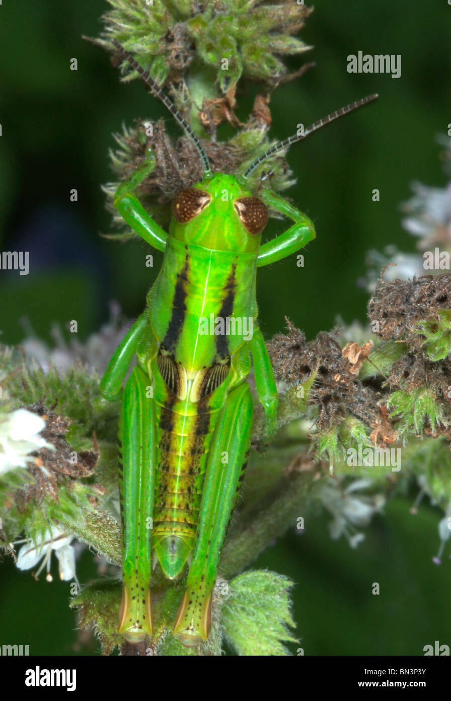 Differential Grasshopper, Melanoplus differentialis, on a plant, close-up Stock Photo