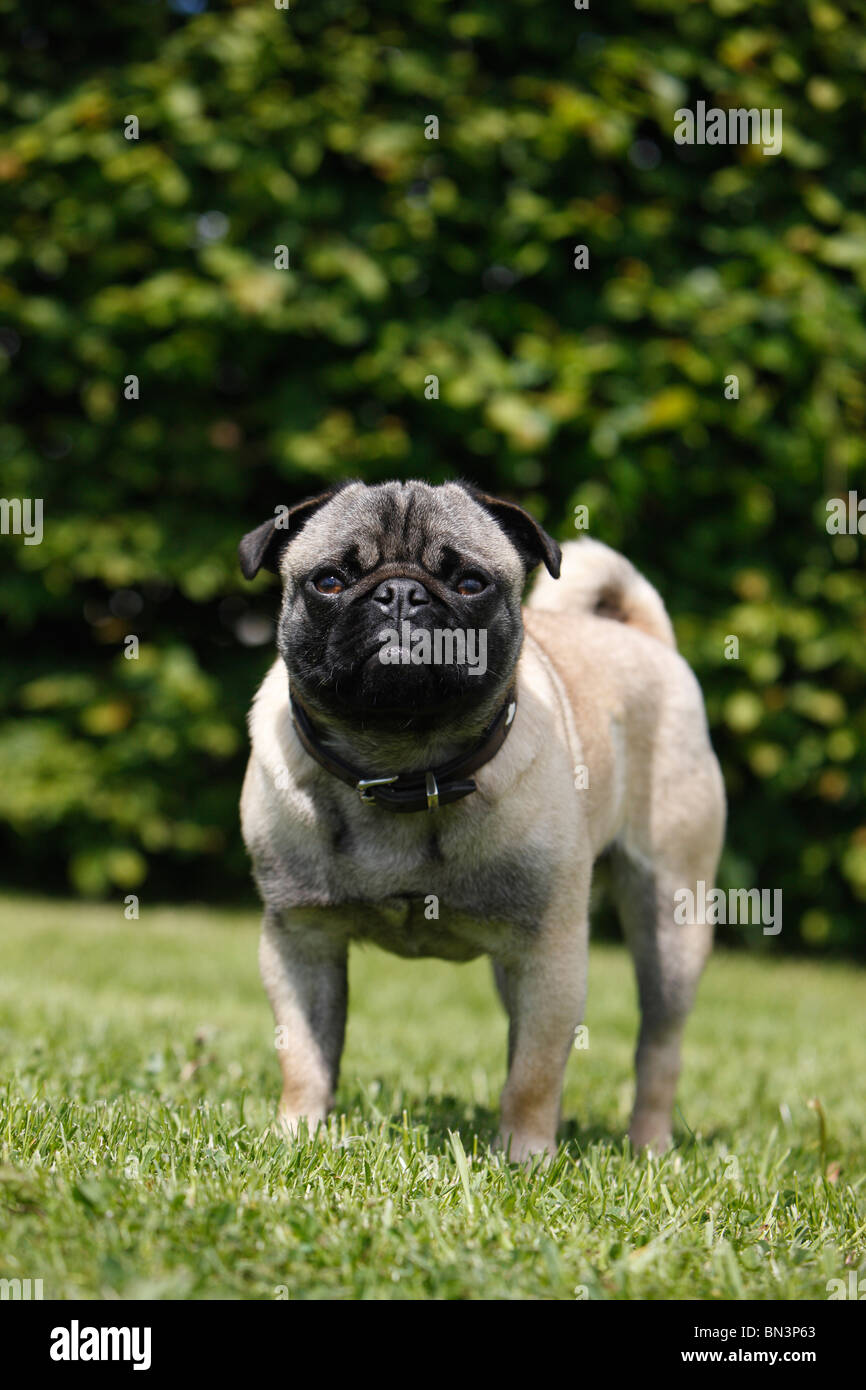 mixed breed dog (Canis lupus f. familiaris), mix breed between pug and French Bulldog in a meadow, Germany Stock Photo