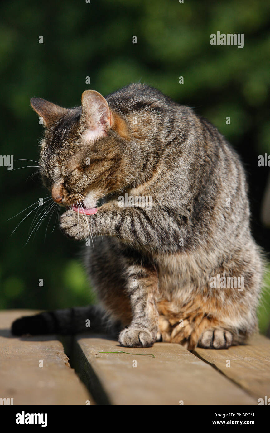 domestic cat, house cat, European Shorthair (Felis silvestris f. catus), licking its fur, Germany Stock Photo