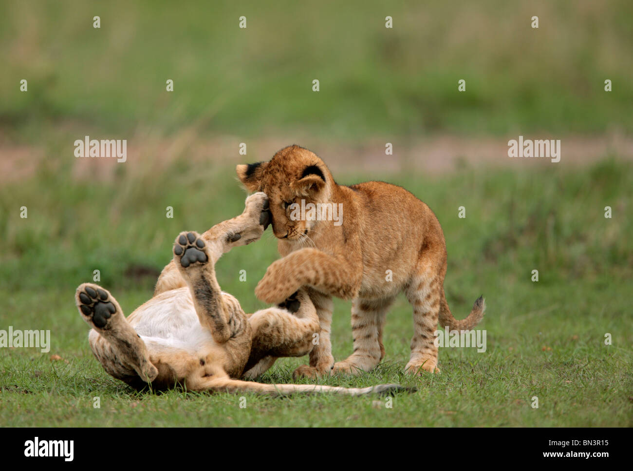 Two young lions, panthera leo, playing, Masai Mara National Reserve ...