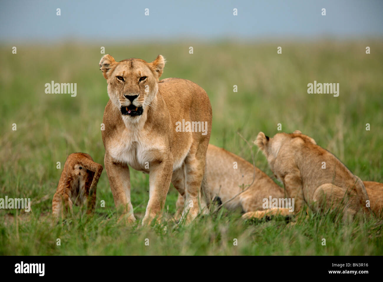 Masai mara national reserve m hi-res stock photography and images - Alamy