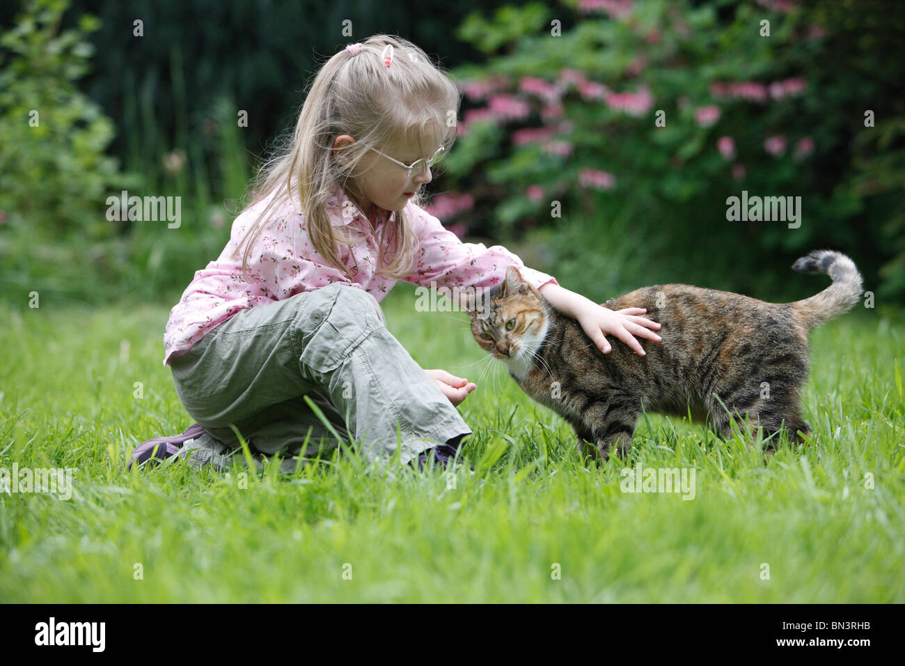 domestic cat, house cat, European Shorthair (Felis silvestris f. catus), little girl kneeing on a lawn caressing an 8 year old Stock Photo