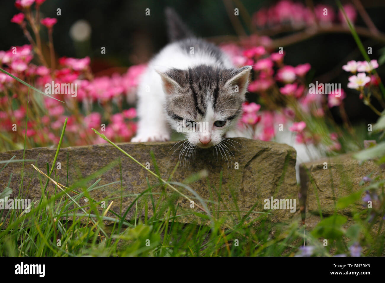domestic cat, house cat, European Shorthair (Felis silvestris f. catus), 4 weeks old kitten climbing over boundary stone at a f Stock Photo