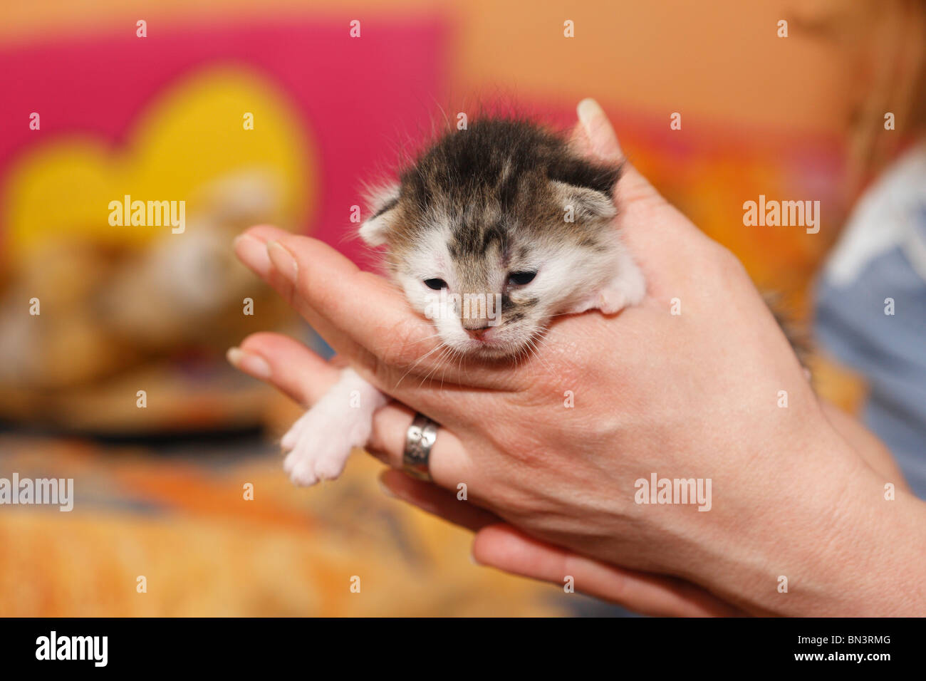 domestic cat, house cat, European Shorthair (Felis silvestris f. catus), 12 days old kitten in the hand of a woman, Germany Stock Photo