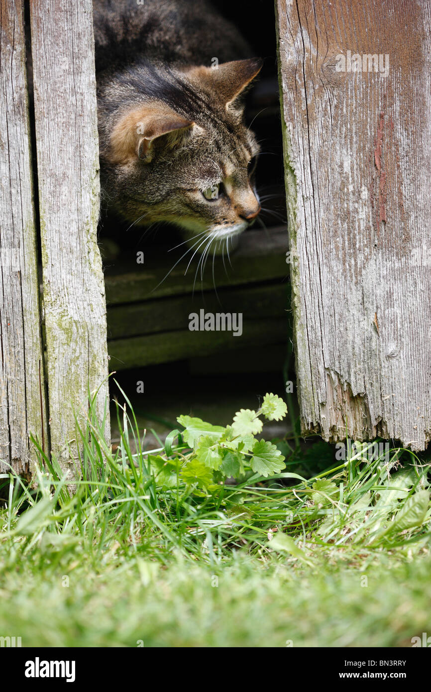 domestic cat, house cat (Felis silvestris f. catus), 8 years old male looking out of a summerhouse through a gap in a timber wa Stock Photo