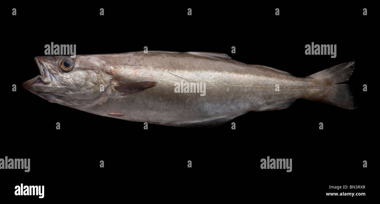 Pollock or Pollack fish, a marine fish in the Pollachius genus Stock Photo