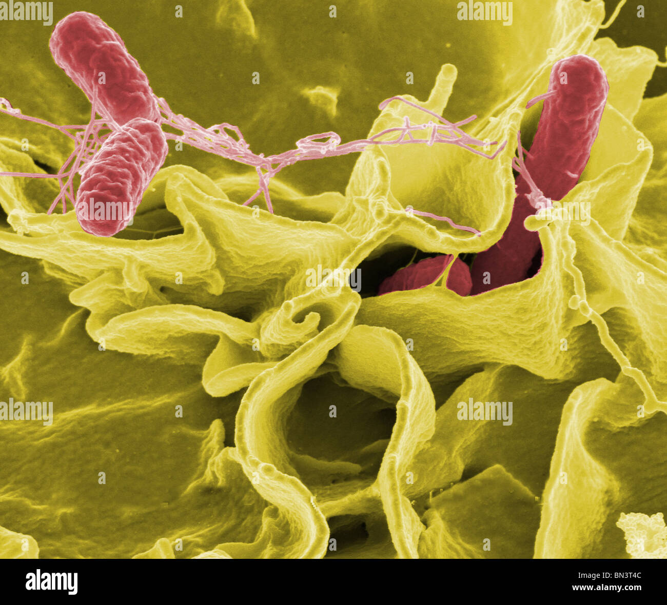 Color-enhanced scanning electron micrograph showing Salmonella typhimurium (red) invading cultured human cells. Stock Photo