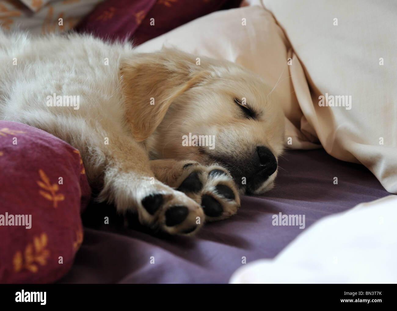 Eight week old golden retriever puppy sleeping on a bed Stock Photo Alamy