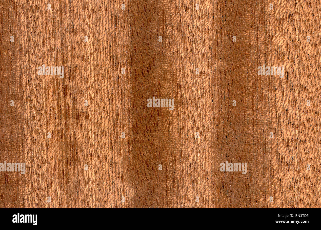 Sapele veneer section, Entandrophragma cylindricum, Africa, Sapele wood grain Stock Photo