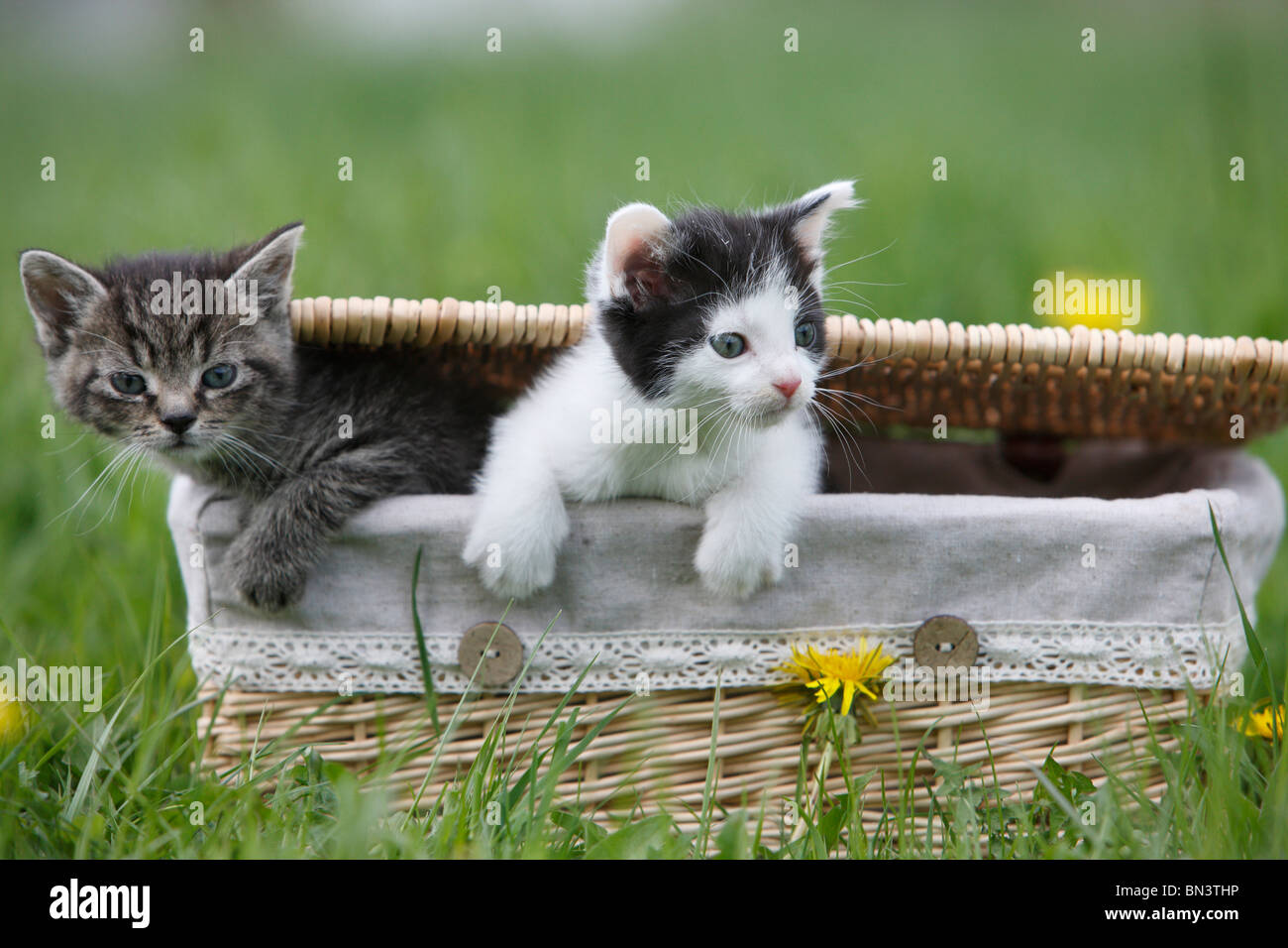 domestic cat, house cat, European Shorthair (Felis silvestris f. catus), two 5 weeks old kitten climbing out of a basket, Germa Stock Photo