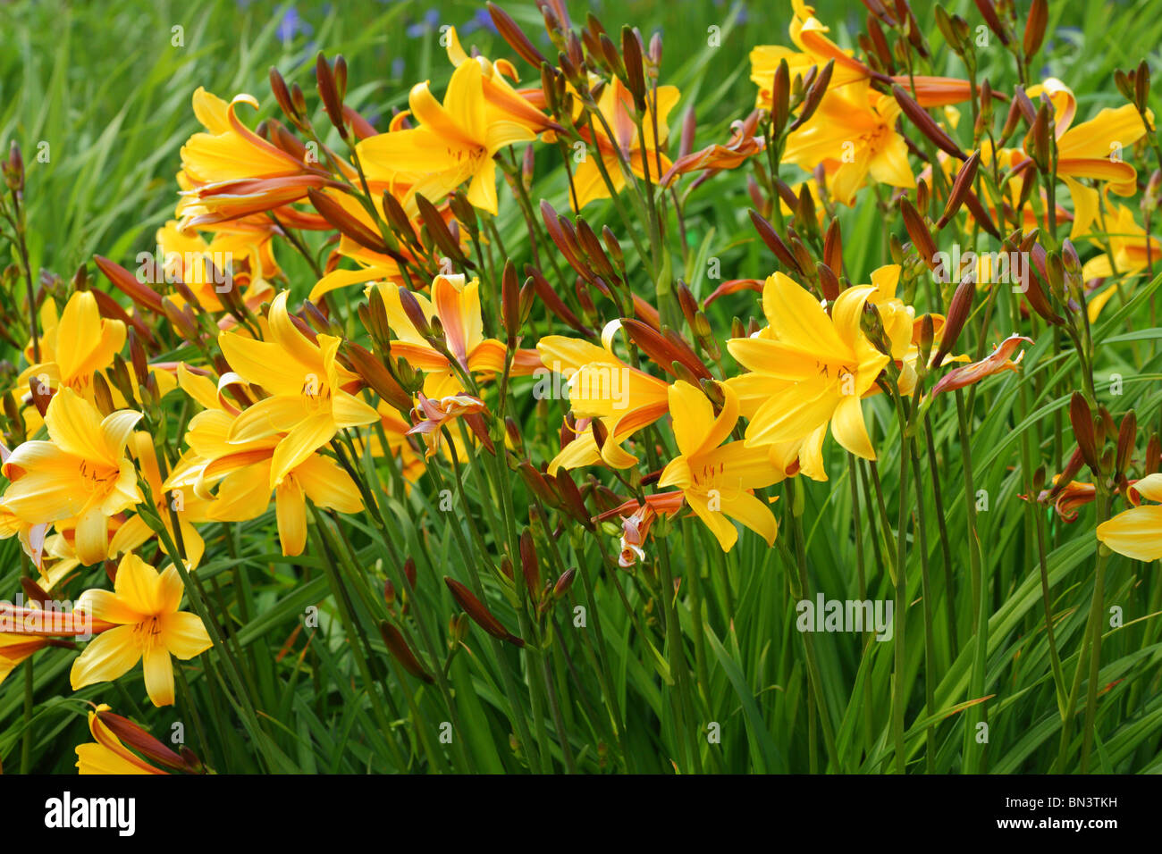 Yellow daylily flowers close up Hemerocallis lilioasphodelus Stock