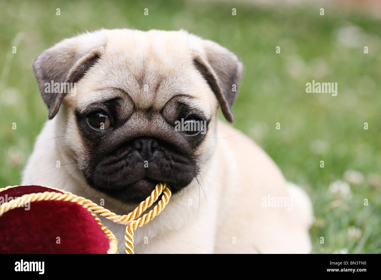 Pug (Canis lupus f. familiaris), whelp playing with a ball Stock Photo