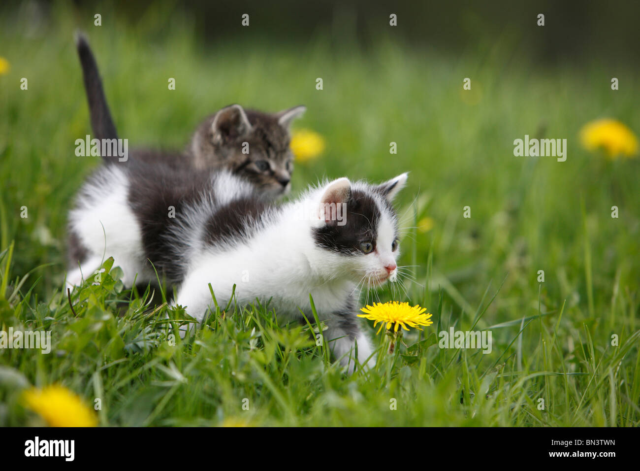 domestic cat, house cat, European Shorthair (Felis silvestris f. catus), two 5 weeks old kitten in a dandelion meadow, Germany Stock Photo