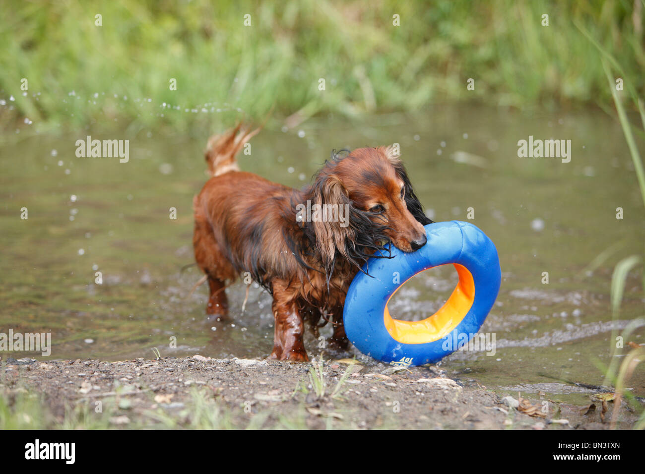 Longhaired Dachshund, Longhaired sausage dog, domestic dog (Canis
