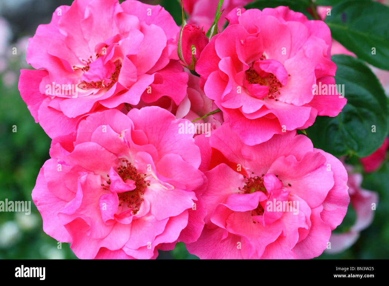 Four Roses Stock Photos & Four Roses Stock Images - Alamy