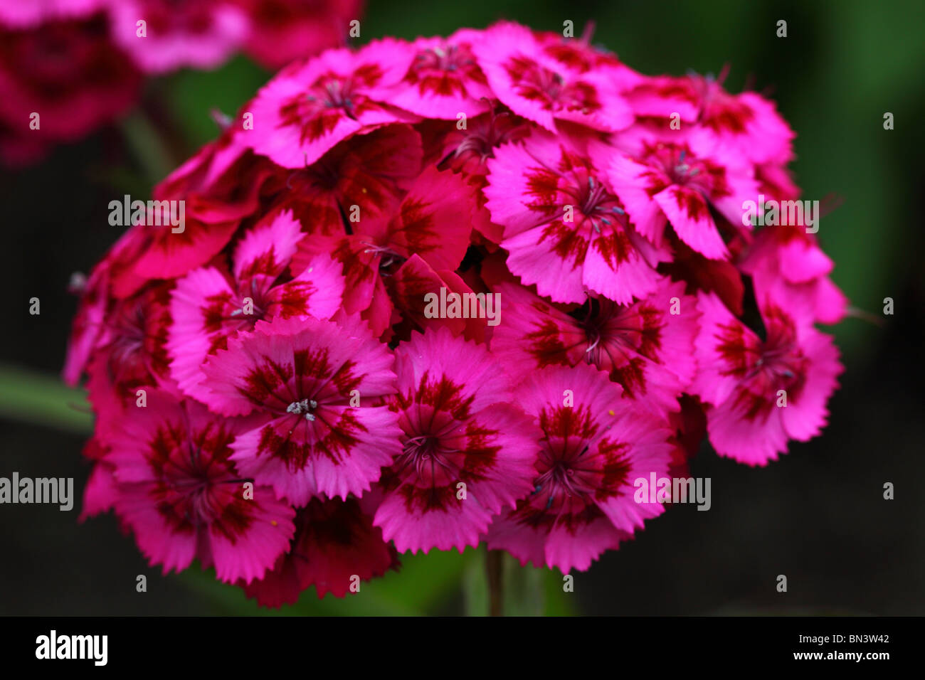 Pink sweet wiliams flowers close up Dianthus barbatus Stock Photo