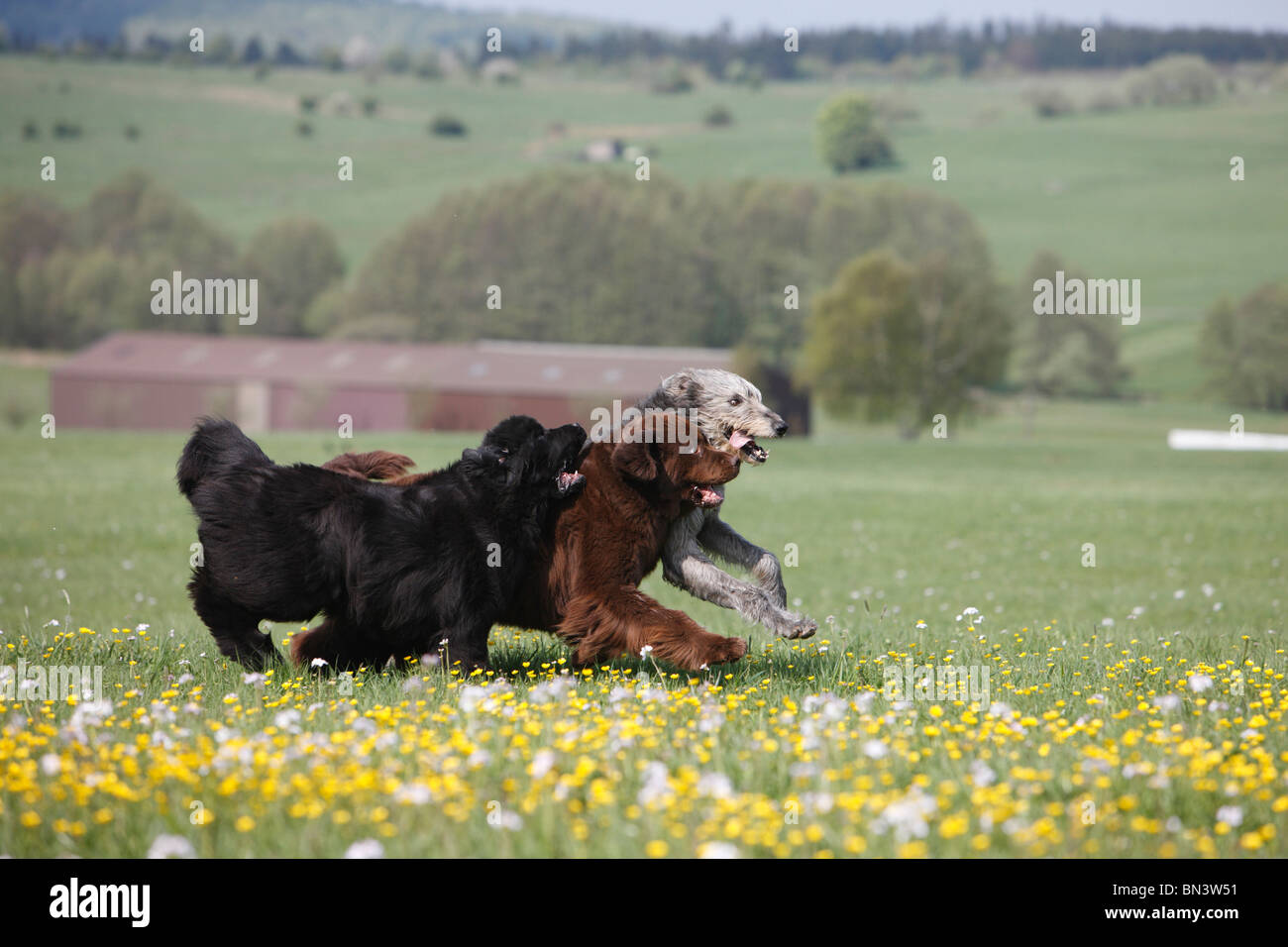 Newfoundland (Canis lupus f. familiaris), Irish Wolfhound romping in a meadow Stock Photo
