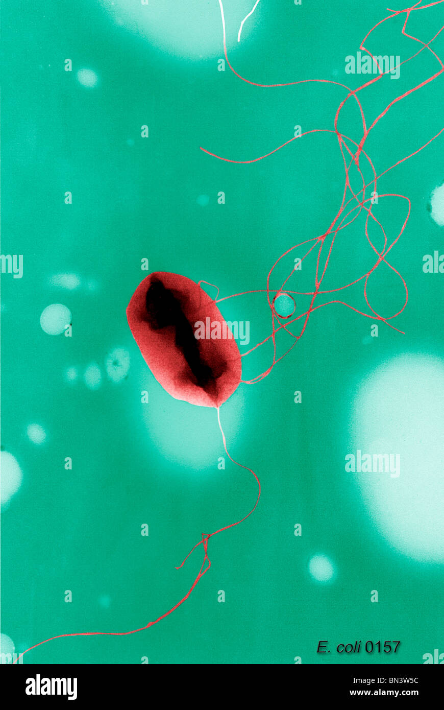 Colorized scanning electron micrograph (SEM) of a single Gram-negative Escherichia coli bacterium Stock Photo