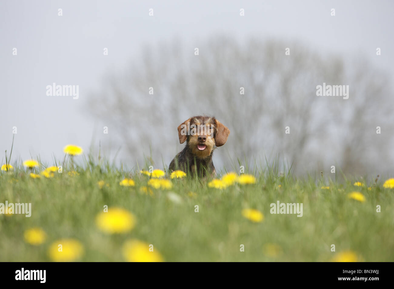 Wire-haired Dachshund, Wire-haired sausage dog, domestic dog (Canis lupus f. familiaris), 1 year old bitch standing in a flower Stock Photo