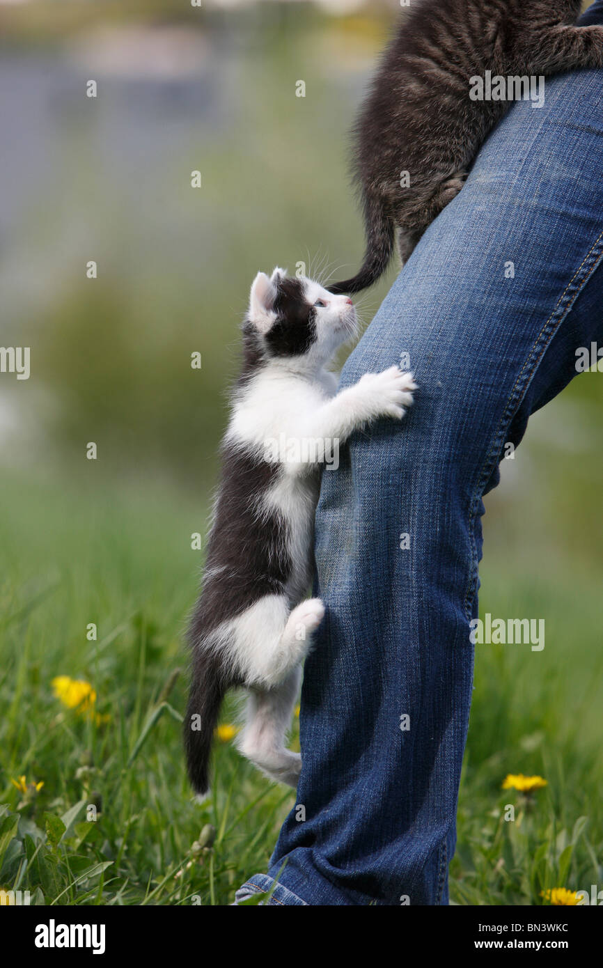 domestic cat, house cat, European Shorthair (Felis silvestris f. catus), two 5 weeks old kitten climbing a leg Stock Photo
