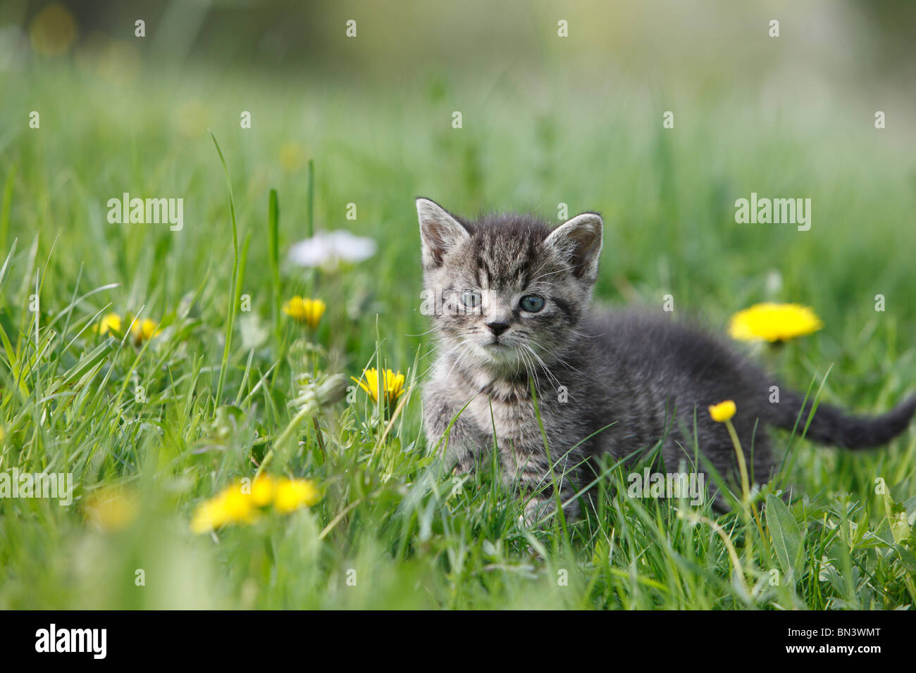 domestic cat, house cat, European Shorthair (Felis silvestris f. catus), 5 weeks old kitten in a dandelion meadow, Germany Stock Photo