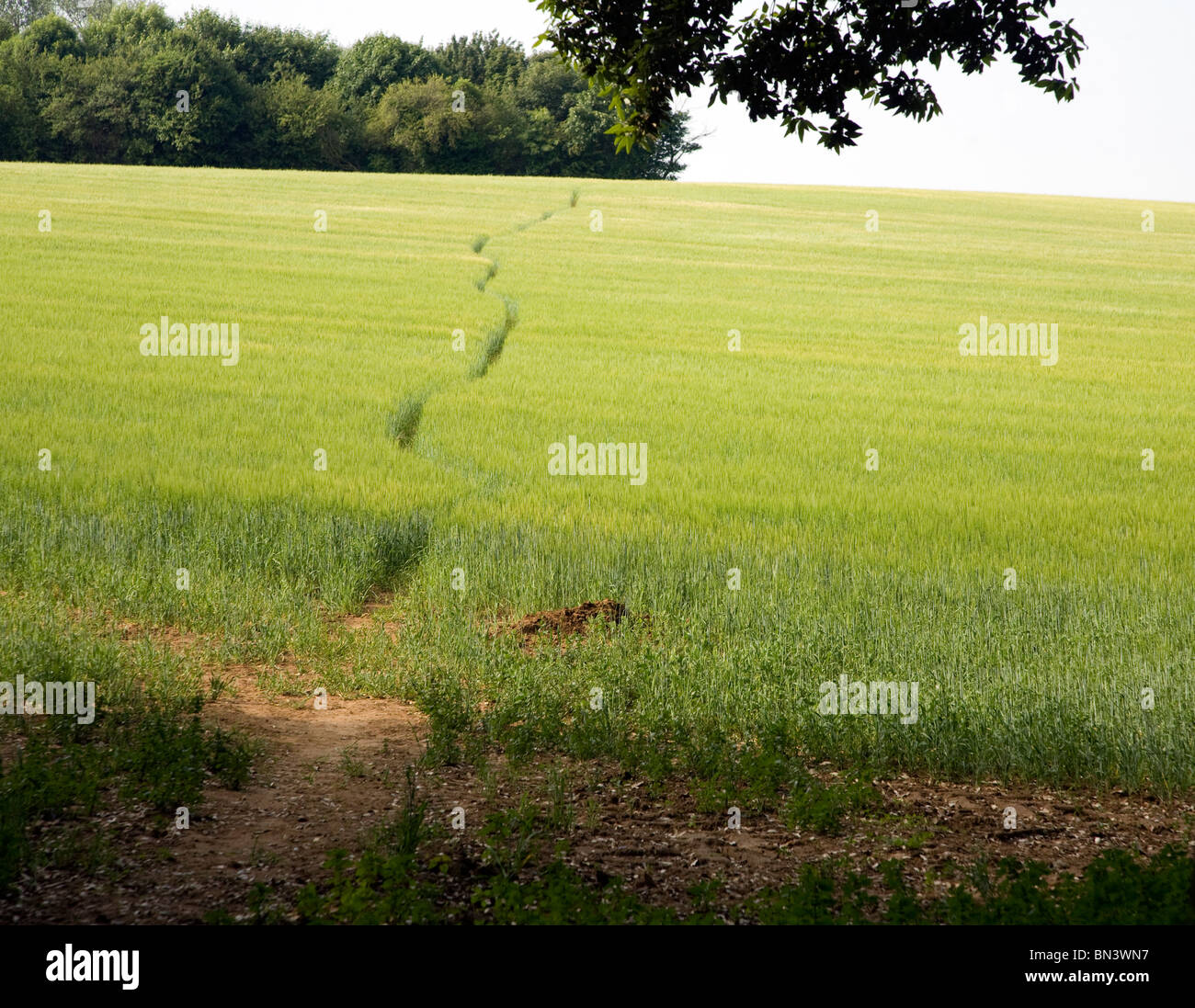 Footpath climbing hill crossing field cereal crop Stock Photo