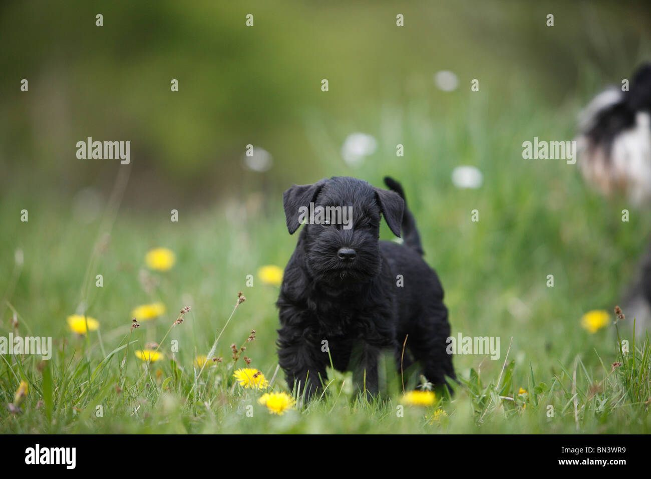 Miniature Schnauzer (Canis lupus f. familiaris), puppy standing in a meadow, Germany Stock Photo