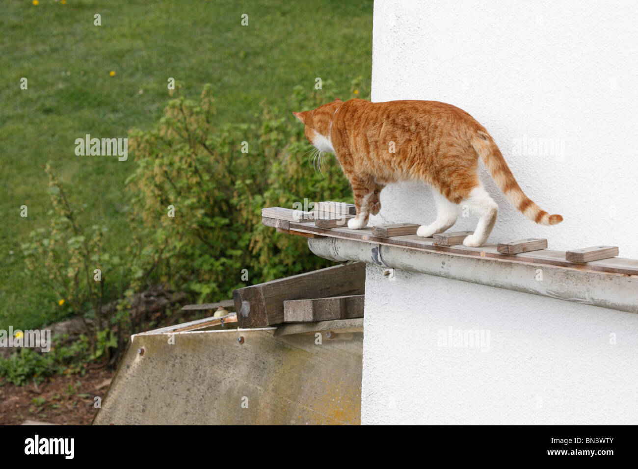 domestic cat, house cat, European Shorthair (Felis silvestris f. catus), tomcat walking on a cat stair into the garden, Germany Stock Photo