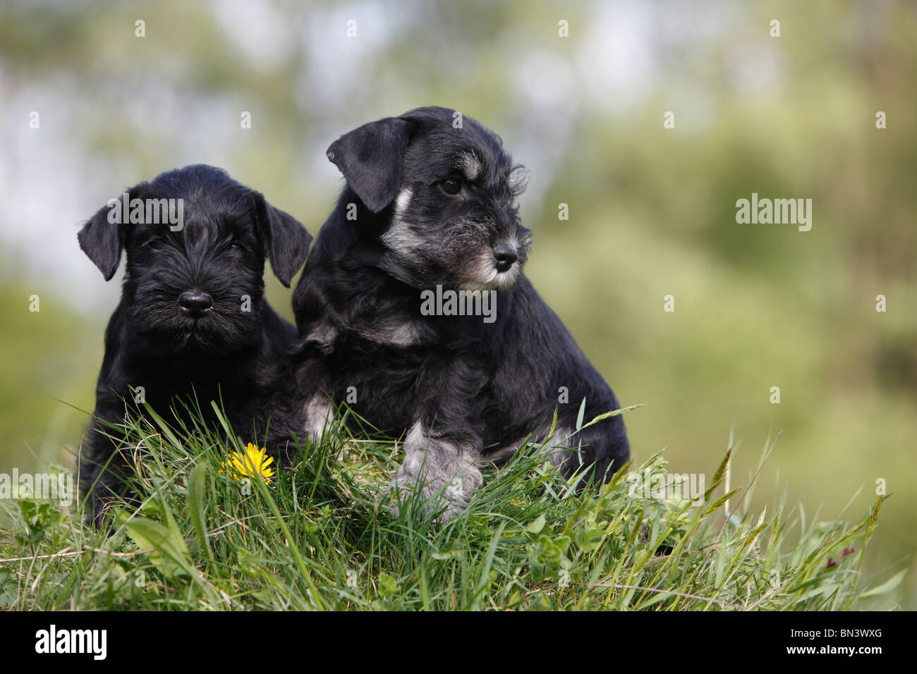 Miniature Schnauzer (Canis lupus f. familiaris), two puppies sitting in grass, Germany Stock Photo