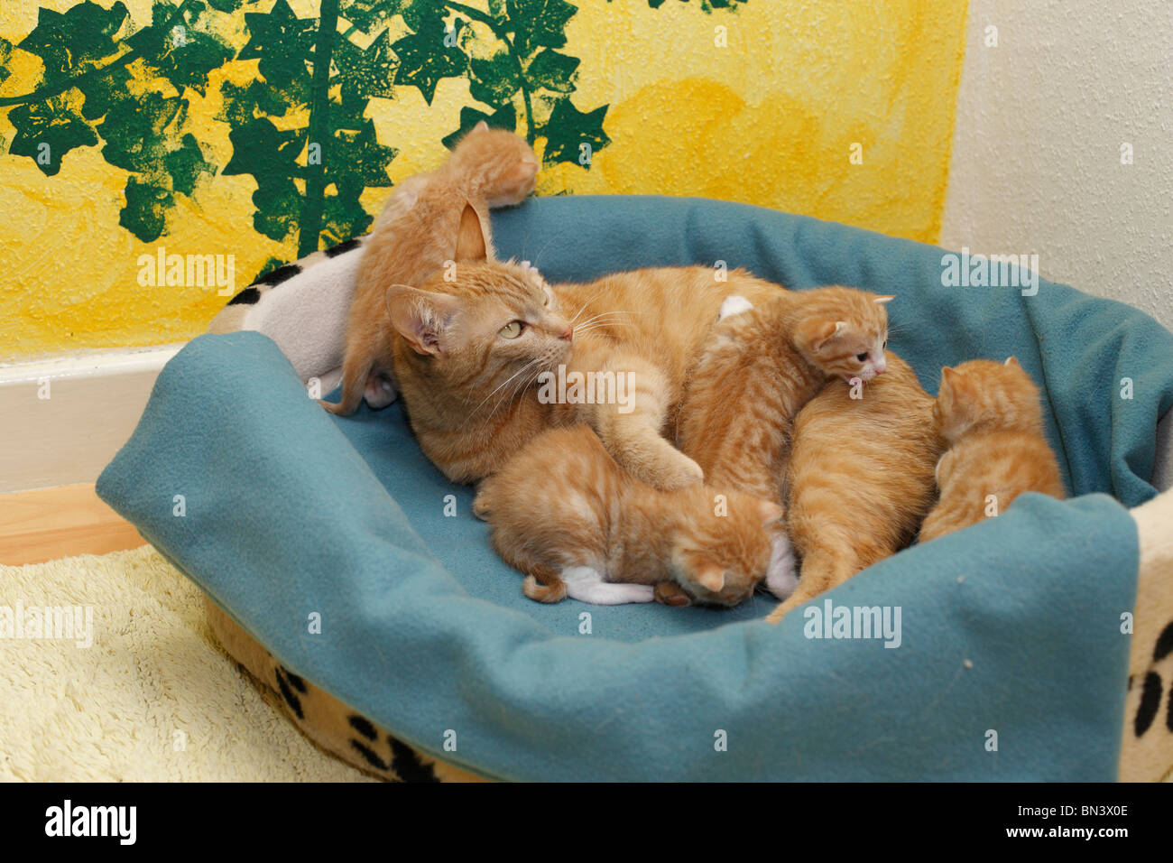 domestic cat, house cat, European Shorthair (Felis silvestris f. catus), mother with 19 days old kitten in a cat basket, Germany Stock Photo