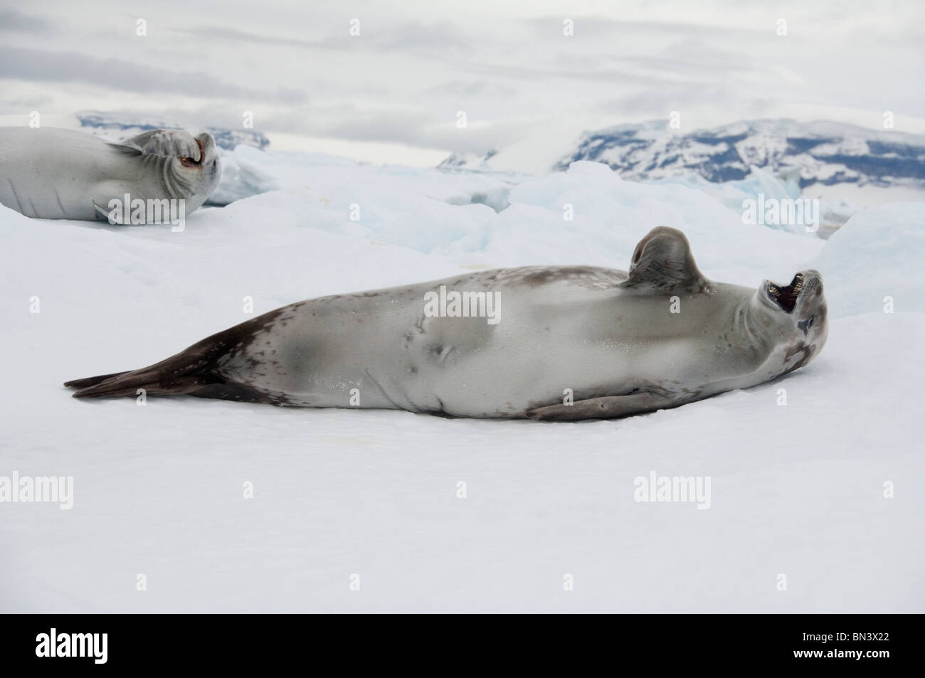 Antarctica, Antarctic Penninsula, Antarctic Sound. Crabeater seal on iceberg (Lobodon carcinophagus). Stock Photo
