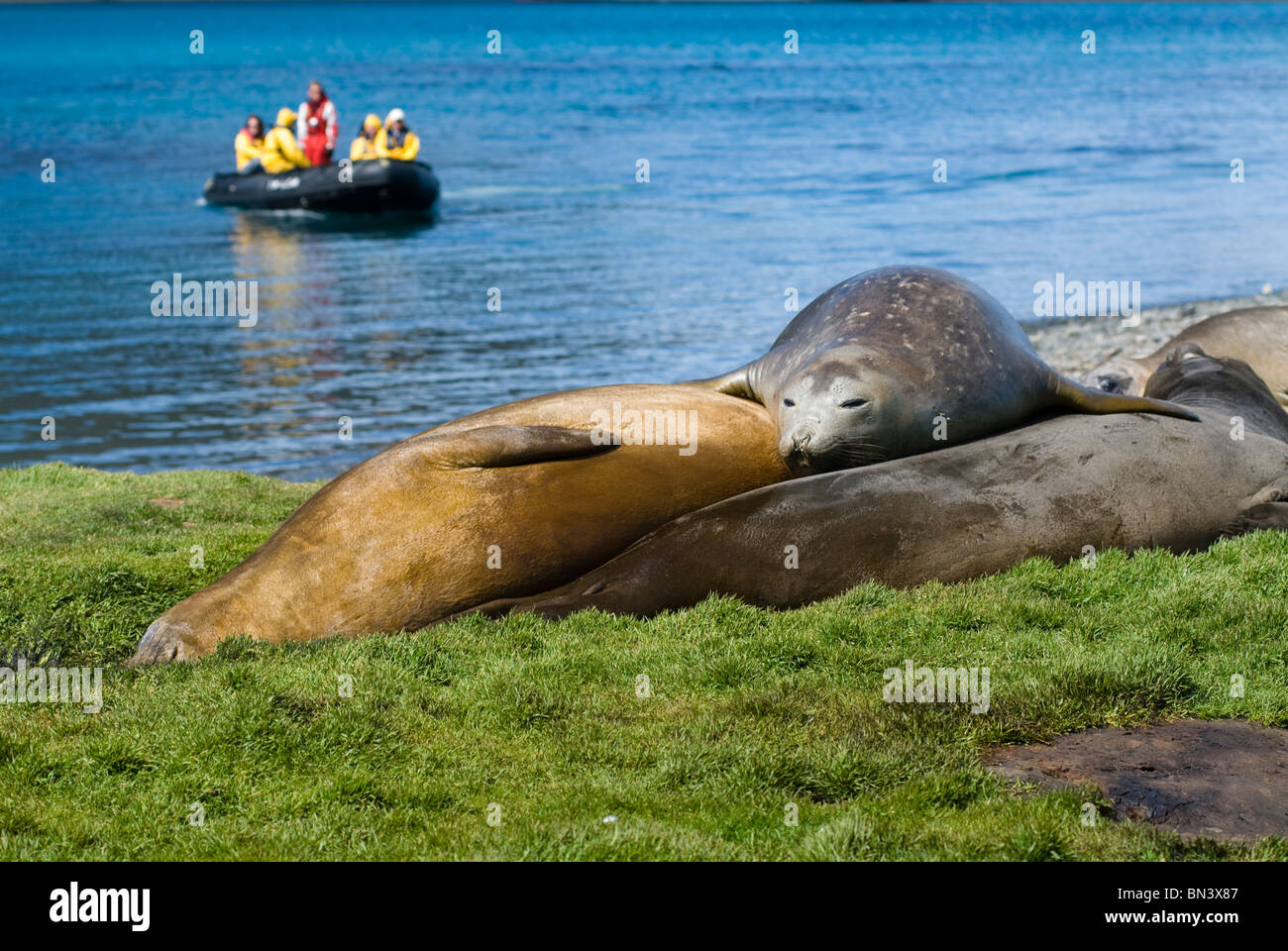 Sleeping Southern Elephant Seals, Mirounga leonina, tourists on boat in background, South Georgia Stock Photo