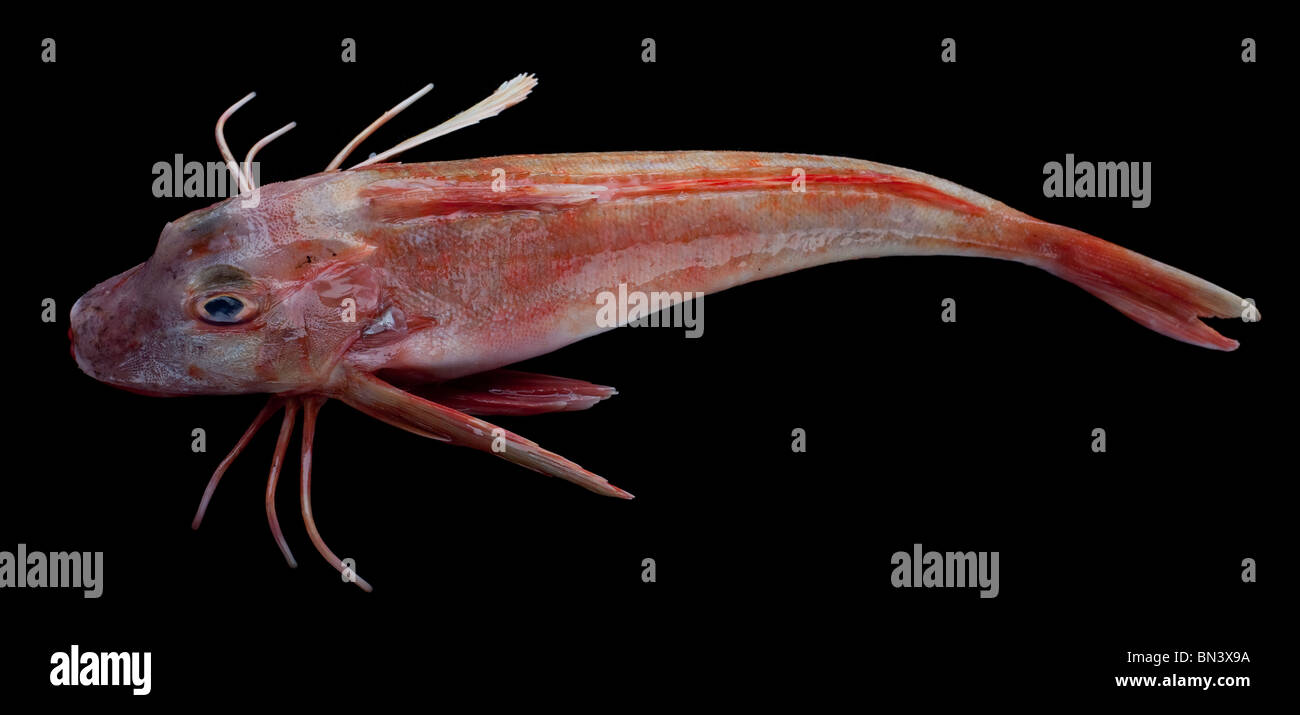 Red Gurnard fish (Chelidonichthys spinosus) of the genus Chelidonichthys Stock Photo