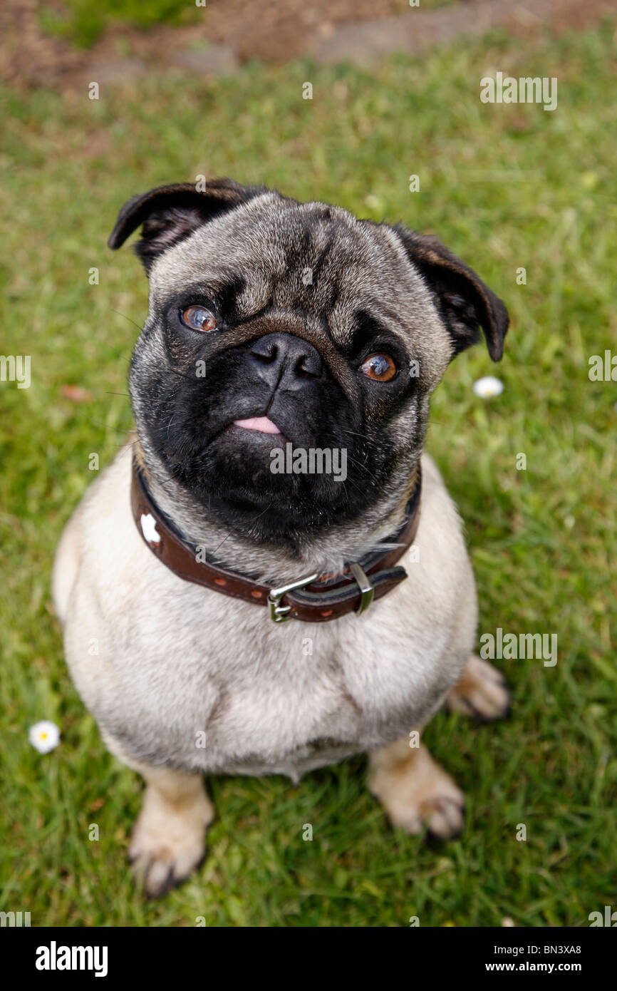 mixed breed dog (Canis lupus f. familiaris), mix breed between pug and French Bulldog, Germany Stock Photo