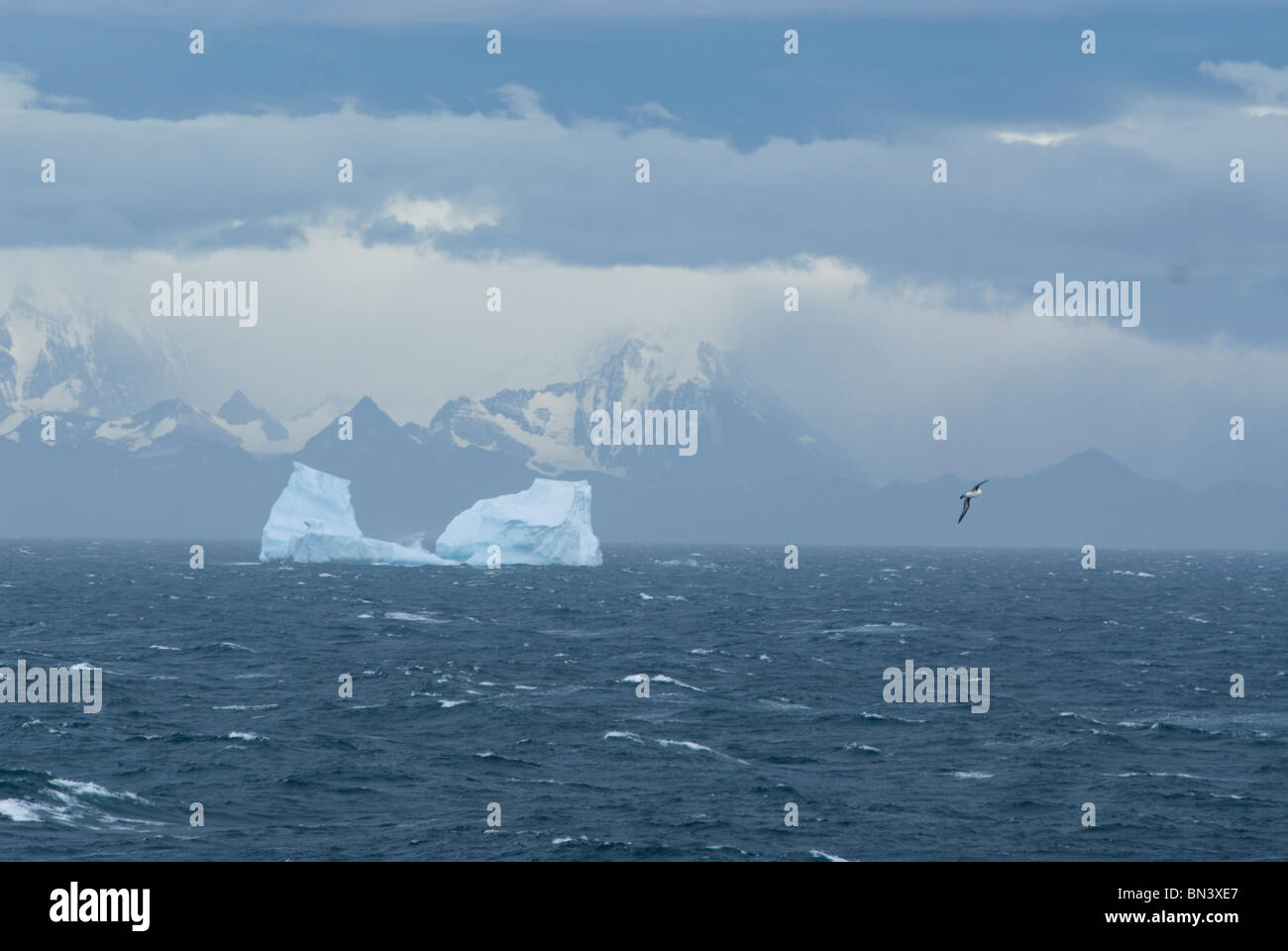 Antarctica antarctic albatross hi-res stock photography and images - Alamy