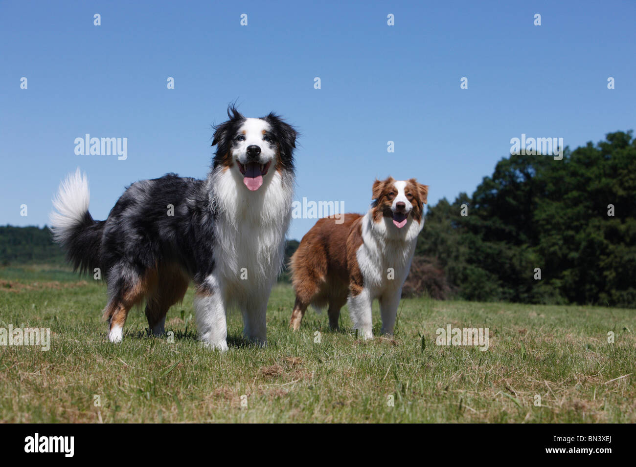 Australian Shepherd (Canis lupus f. familiaris), male and female standing in a meadow, Germany Stock Photo