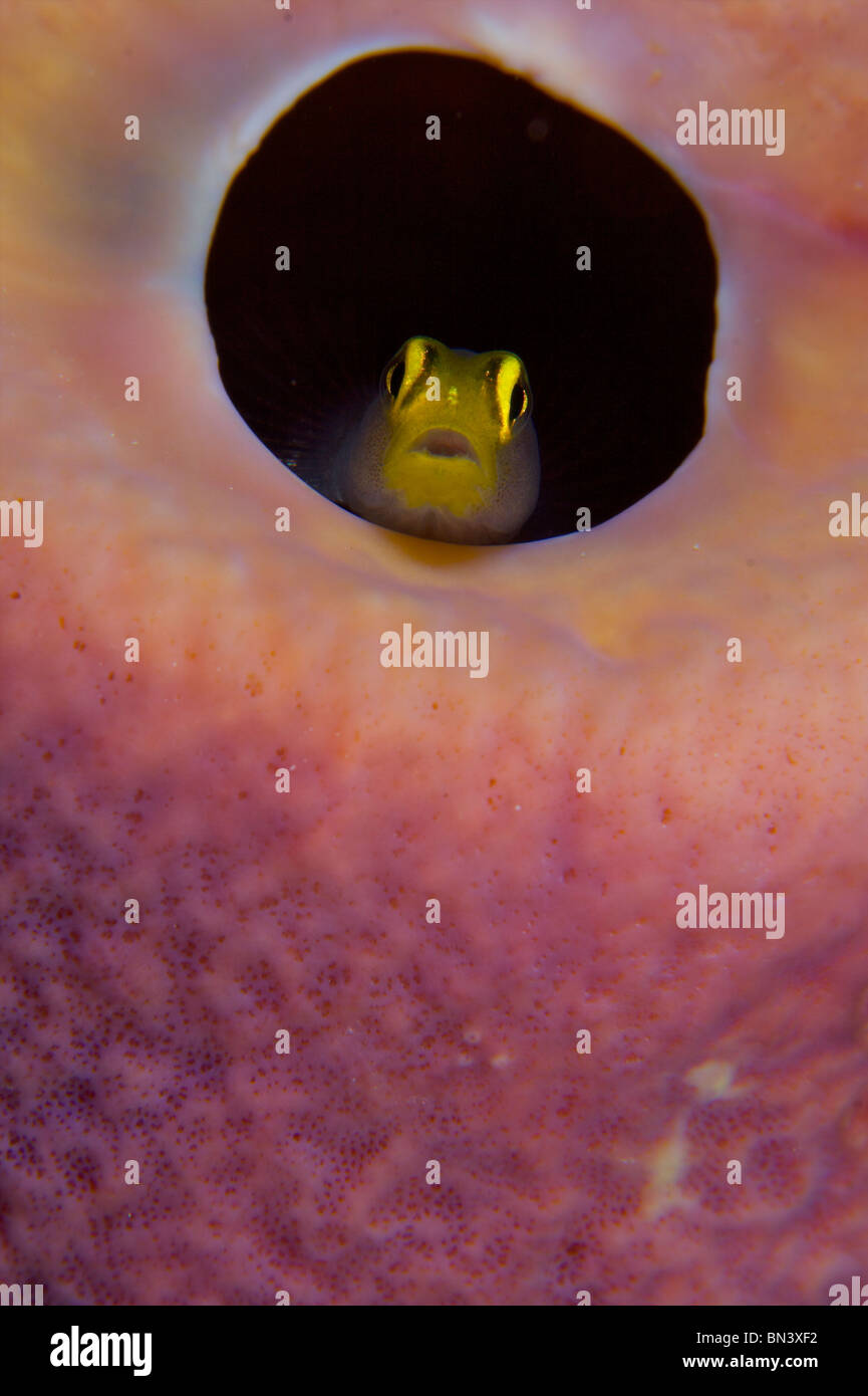 Shark nose hires stock photography and images Alamy